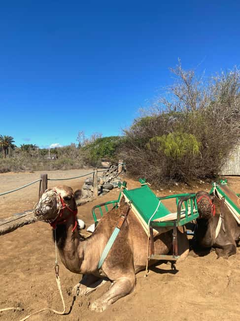 Maspalomas: Guided Camel Ride in the Maspalomas Sand Dunes - Gentle camels and attentive guides