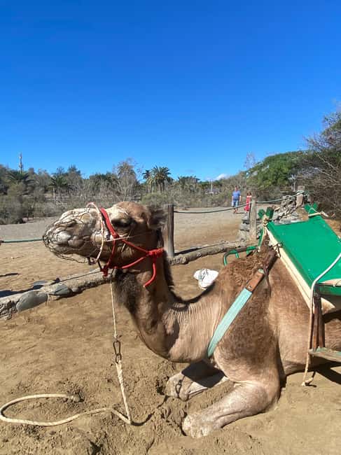 Maspalomas: Guided Camel Ride in the Maspalomas Sand Dunes - Who will enjoy this activity most?