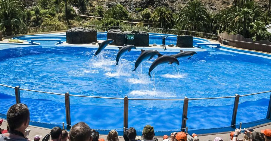 Maspalomas: Palmitos Park Ticket with Dolphin and Bird Shows - Key points to know before you go