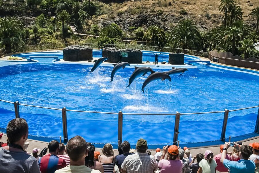 Maspalomas: Palmitos Park Ticket with Dolphin and Bird Shows - Why Palmitos Park is more than a dolphin show