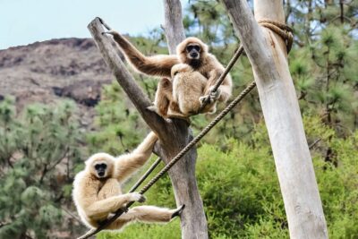 Maspalomas: Palmitos Park Ticket with Dolphin and Bird Shows
