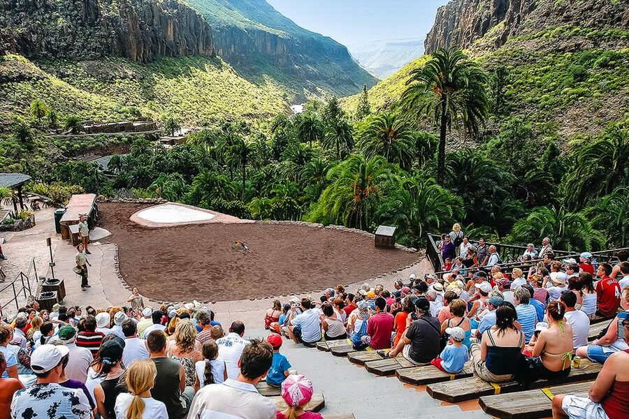 Maspalomas: Palmitos Park Ticket with Dolphin and Bird Shows - Birds of prey with the mountains behind them