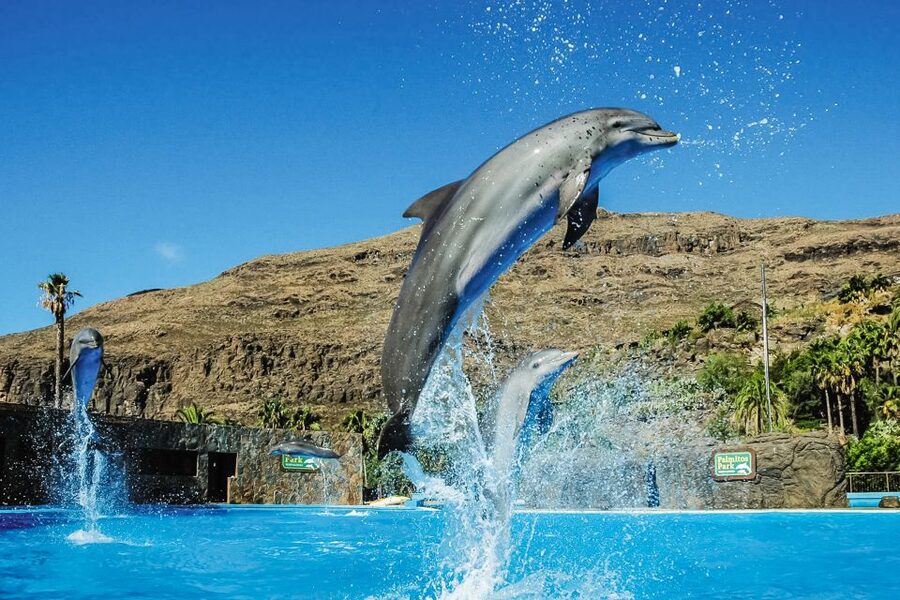 Maspalomas: Palmitos Park Ticket with Dolphin and Bird Shows - Primates, meerkats, aardvarks, and wallabies