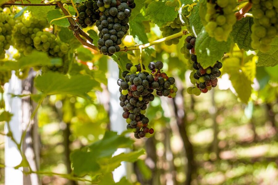 Montserrat & Cava Wineries Day Trip from Barcelona w/ Pickup - Why this Barcelona day trip works