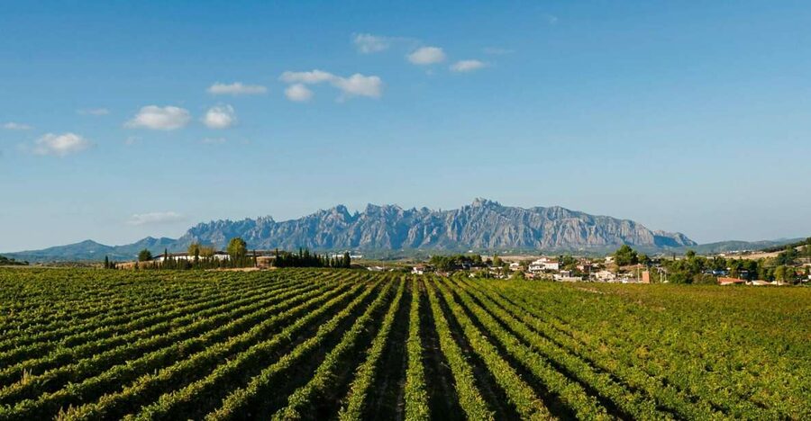 Montserrat & Cava Wineries Day Trip from Barcelona w/ Pickup - Montserrat Monastery and the Black Madonna