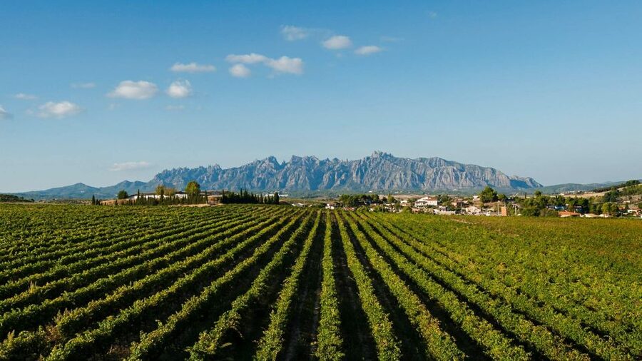 Montserrat & Cava Wineries Day Trip from Barcelona w/ Pickup - The Penedès cava cellar at Vins El Cep