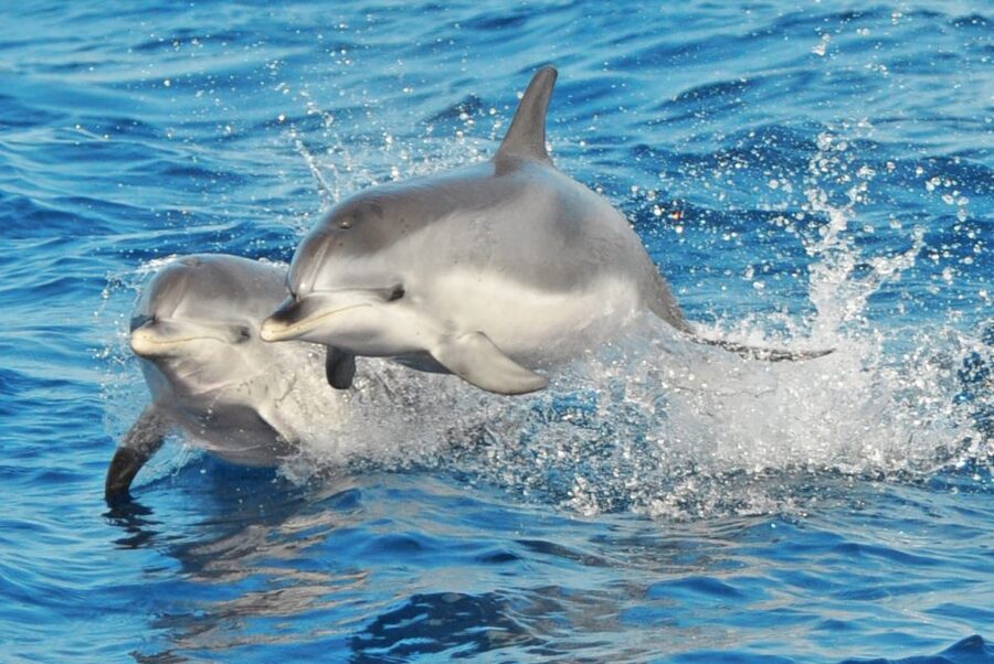 Morro Jable: Dolphin & Whale Watching Cruise, Drinks & Swim - Key points before you book