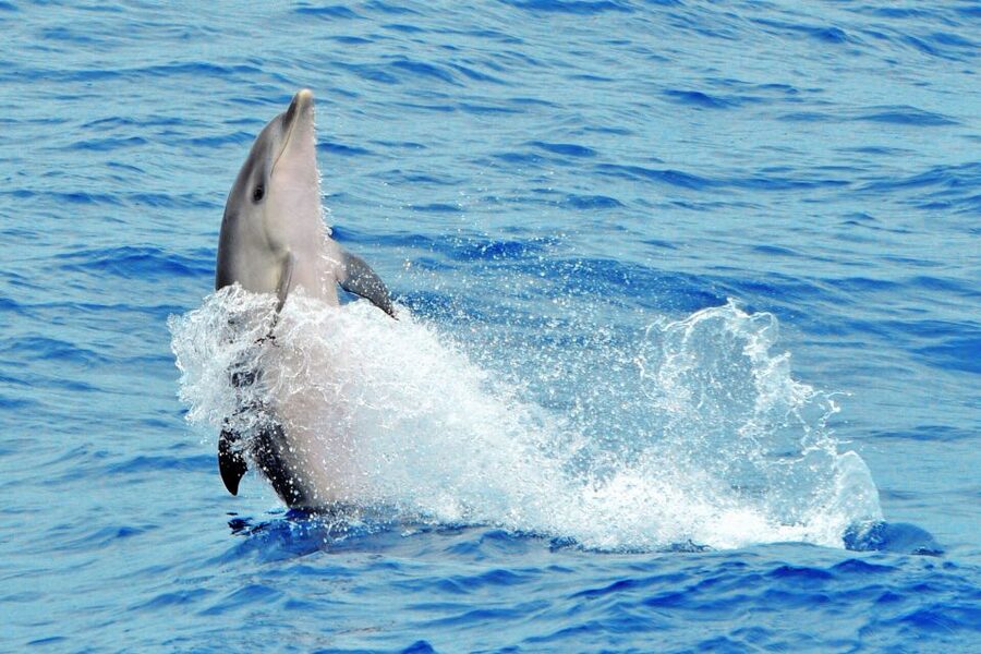 Morro Jable: Dolphin & Whale Watching Cruise, Drinks & Swim - Booking details worth getting right