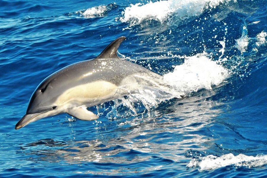 Morro Jable: Dolphin & Whale Watching Cruise, Drinks & Swim - Drinks, comfort, and the boat facilities