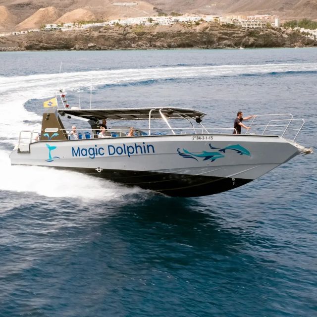 Morro Jable: Dolphin & Whale Watching Cruise, Drinks & Swim - Resort pickup from Costa Calma to Jandía