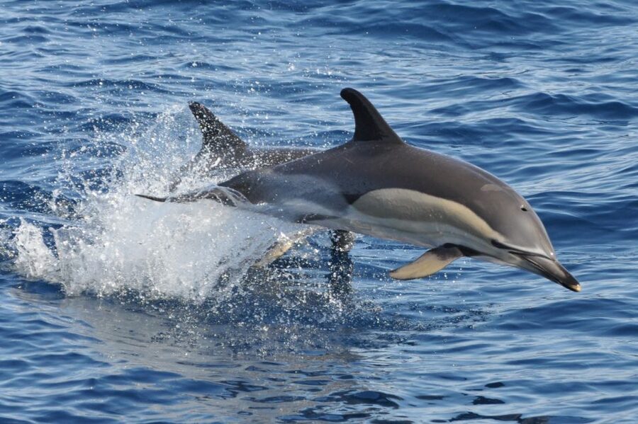 Morro Jable: Dolphin & Whale Watching Cruise, Drinks & Swim - Is $58 a fair price?