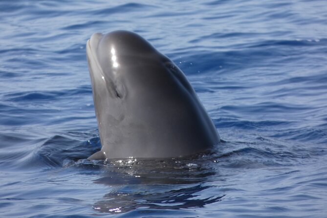 No chase Whale & Dolphin tour putting Marine Life first - we care - The first views: Tenerife’s south coast and Mount Teide