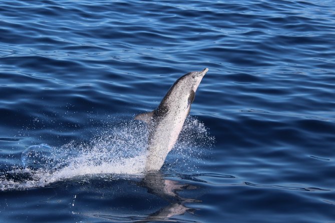 No chase Whale & Dolphin tour putting Marine Life first - we care - What else might appear in the Atlantic