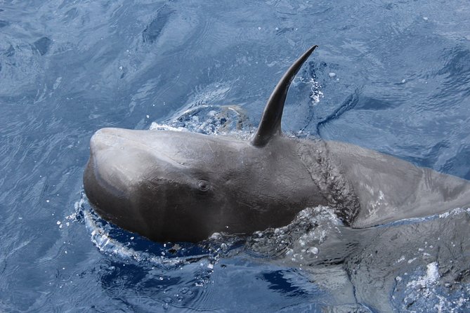 No chase Whale & Dolphin tour putting Marine Life first - we care - Comfort, crowds, and the best place to sit
