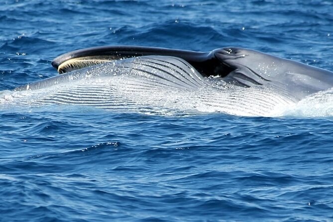 No chase Whale & Dolphin tour putting Marine Life first - we care - Timing, weather, and cancellation rules