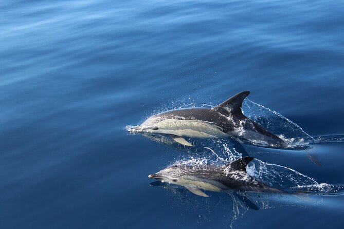 No chase Whale & Dolphin tour putting Marine Life first - we care - Looking for pilot whales and dolphins