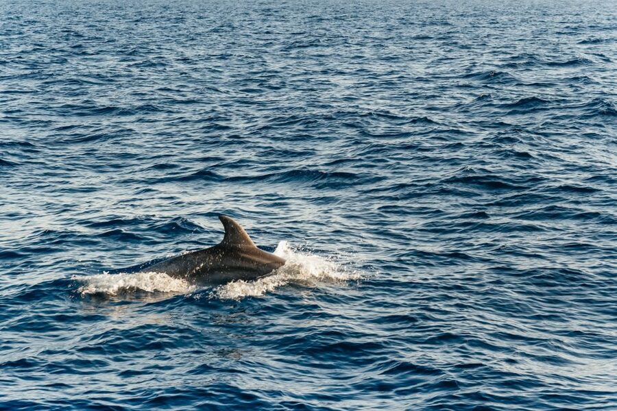 Port d'Alcudia: Sunrise at Sea & Dolphin Watching Boat Tour - The return cruise and the small breakfast