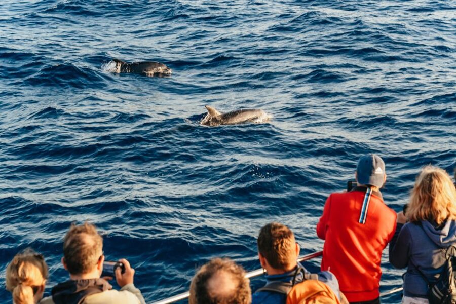 Port d'Alcudia: Sunrise at Sea & Dolphin Watching Boat Tour - How crowded is a 150 to 200 person catamaran?