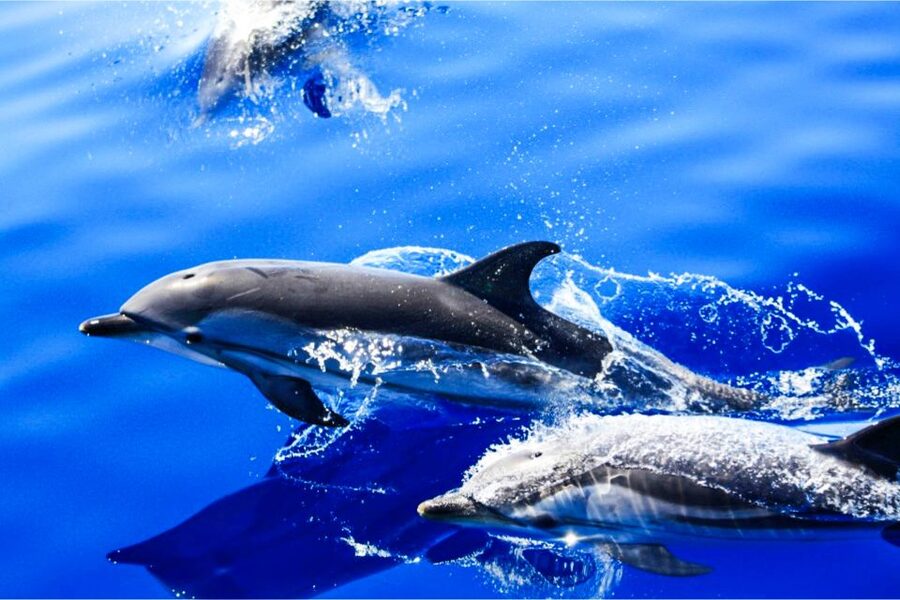 Puerto del Carmen: Dolphin-Watching Speedboat Tour with Swim - What the Lanzarote coast looks like from the water