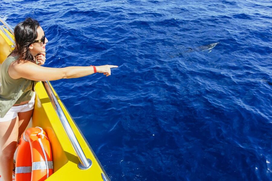 Puerto del Carmen: Dolphin-Watching Speedboat Tour with Swim - Who should book this Puerto del Carmen tour?