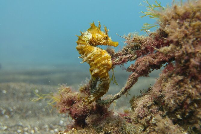Scuba Diving Experience for Beginners in Gran Canaria - What the underwater portion feels like
