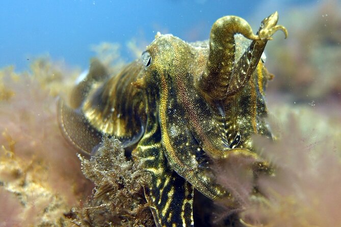 Scuba Diving Experience for Beginners in Gran Canaria - The pickup service saves more than time