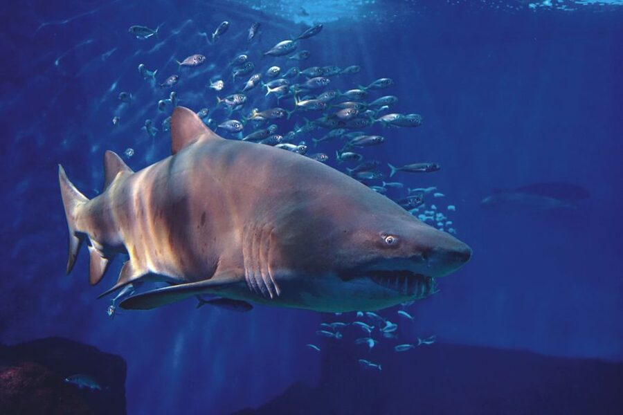 Seville Aquarium Admission Ticket - Booking, cancellation, and value