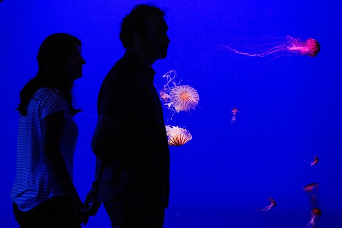 Seville Aquarium Admission Ticket - A voyage through Seville’s only sea
