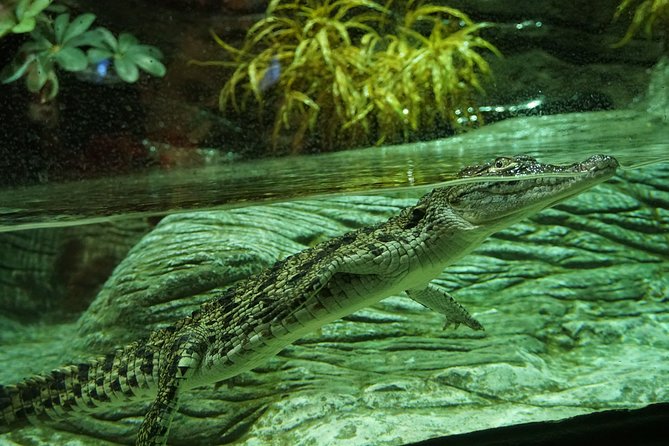 Seville Aquarium Admission Ticket - The new axolotl installation