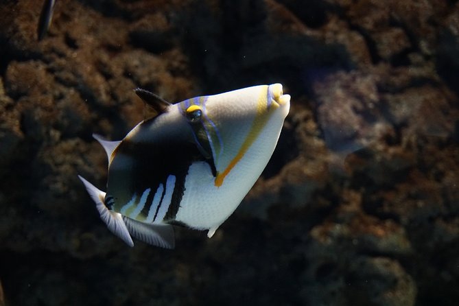 Seville Aquarium Admission Ticket - Who will enjoy it most