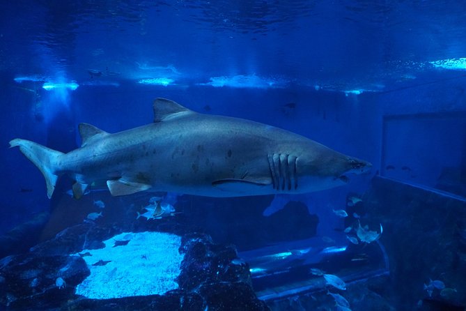 Seville Aquarium Admission Ticket - The shark tunnel is the main event