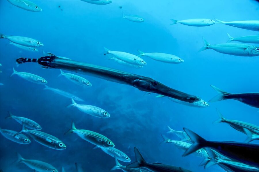 Southern Tenerife: 50-Minute Submarine Dive - What to Expect After Surfacing