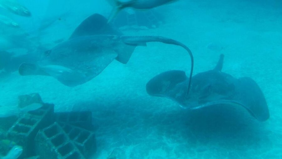 Southern Tenerife: 50-Minute Submarine Dive - Who Should Book This Underwater Trip?