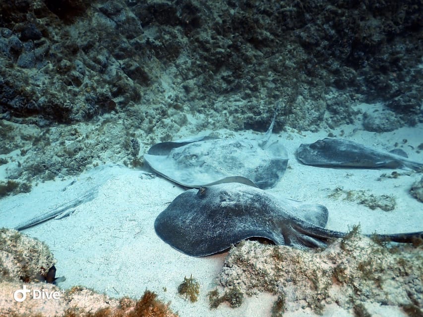 Tenerife: Beginners Scuba Dive Experience in Turtle Area - The 25-minute scuba session at up to 12 meters