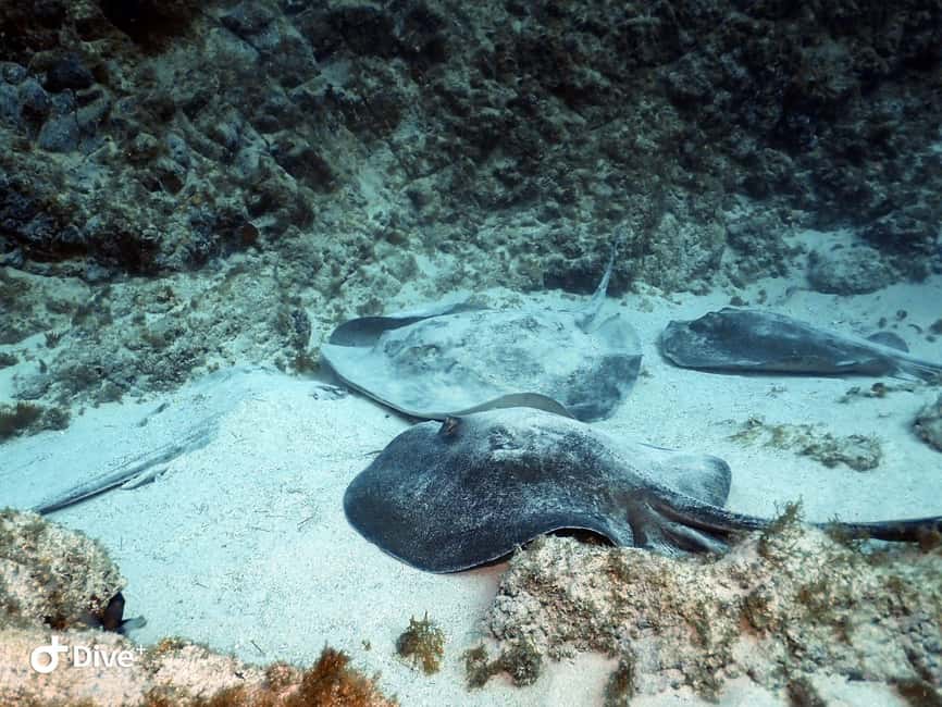 Tenerife: Beginners Scuba Dive Experience in Turtle Area - Returning by boat and finishing at the center