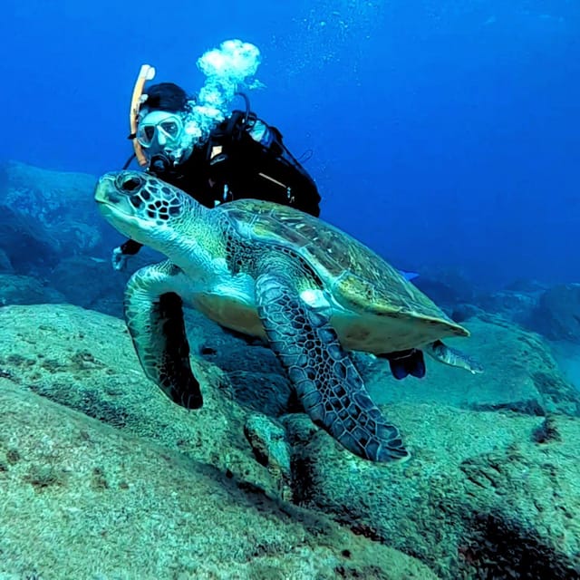 Tenerife: Beginners Scuba Dive Experience in Turtle Area - Is $85 good value?