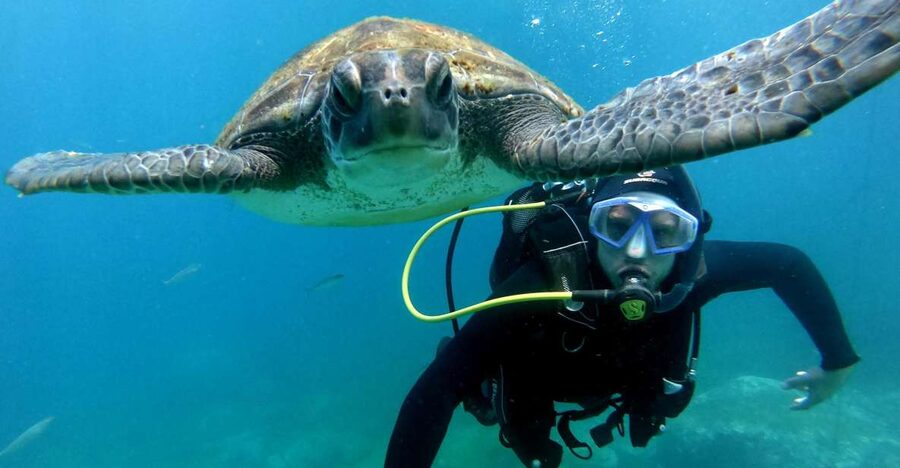 Tenerife: Beginners Scuba Dive Experience in Turtle Area - Finding Travel Sub Dive Centre at Puerto Colón