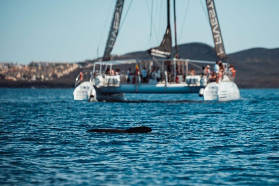 Tenerife: Catamaran Cruise with Brunch and Unlimited Drinks - Palm-Mar and the return to Las Galletas