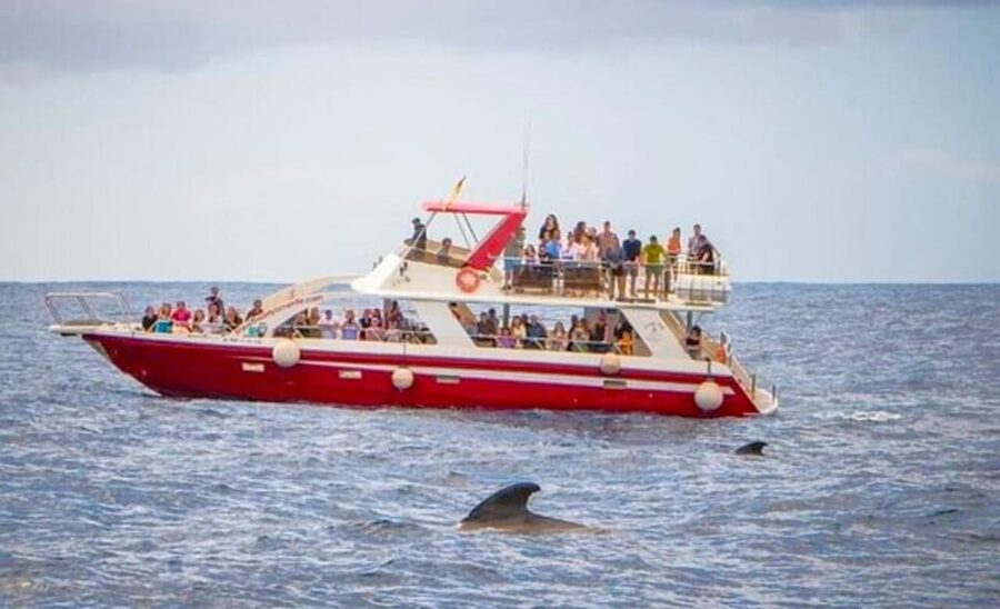 Tenerife: Eco-Yacht Whale and Dolphin Watching and Swimming - Should you book the Travelin Lady?