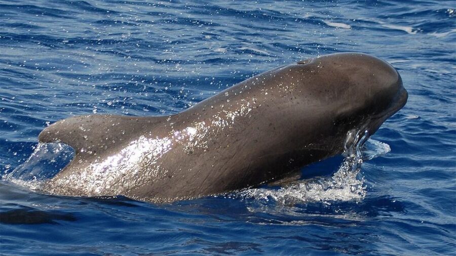 Tenerife: Eco-Yacht Whale and Dolphin Watching and Swimming - Why this stretch of Tenerife is good for whale watching