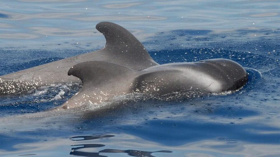 Tenerife: Eco-Yacht Whale and Dolphin Watching and Swimming - What happens in the 90 minutes