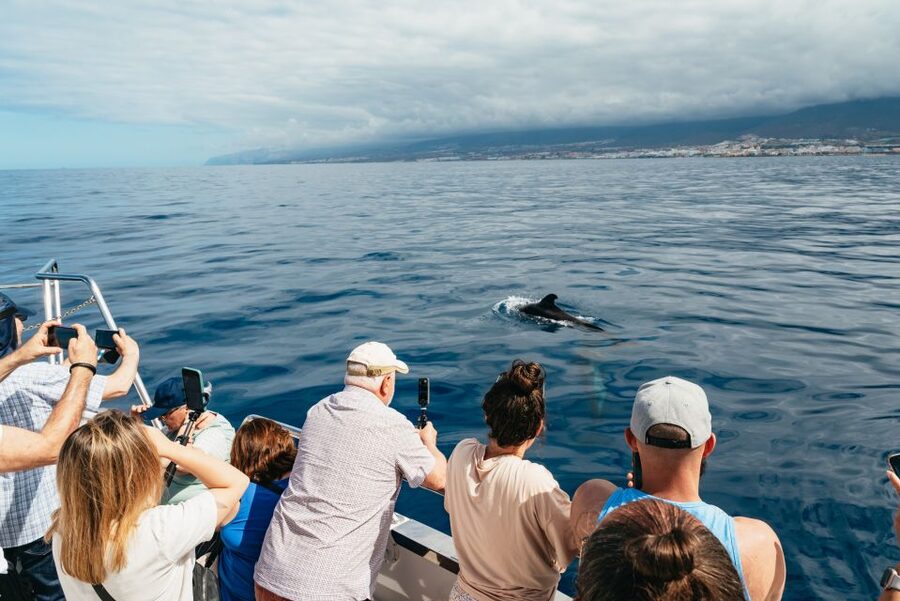 Tenerife: Eco-Yacht Whale and Dolphin Watching and Swimming - What is included, and where the extras add up