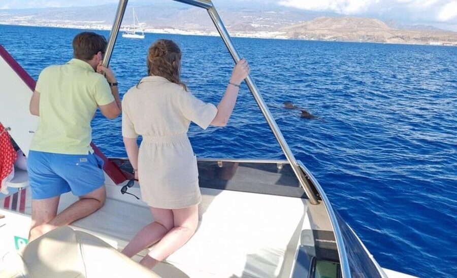Tenerife: Eco-Yacht Whale and Dolphin Watching and Swimming - How to make the most of the experience