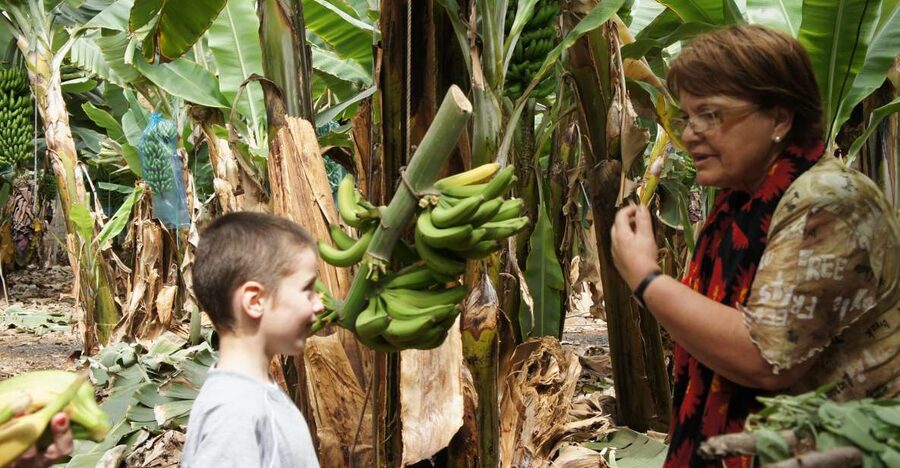 Tenerife: Finca Las Margaritas Banana Plantation Experience - Key points to know before you go