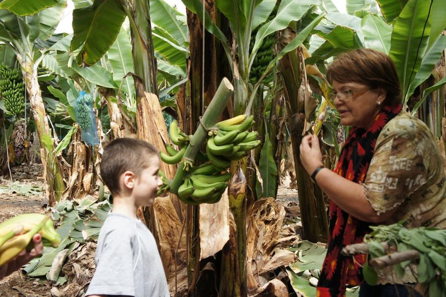 Tenerife: Finca Las Margaritas Banana Plantation Experience - Walking into Tenerife’s banana-growing world