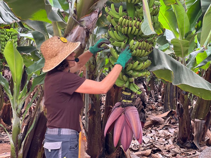 Tenerife: Finca Las Margaritas Banana Plantation Experience - The self-guided route: eight boards and your own pace