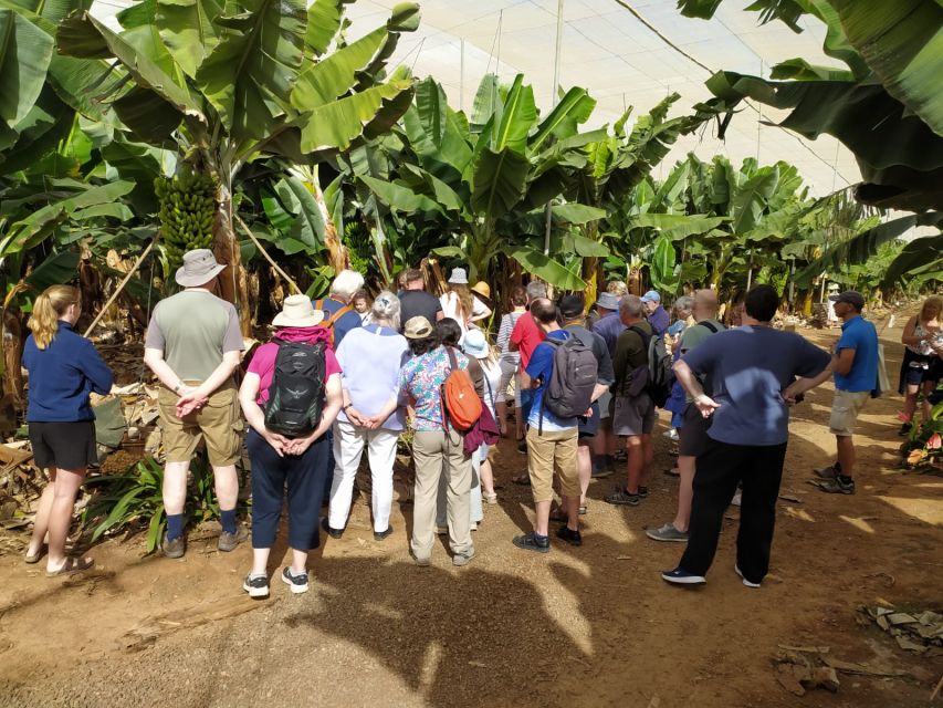 Tenerife: Finca Las Margaritas Banana Plantation Experience - Is $11 a fair price?