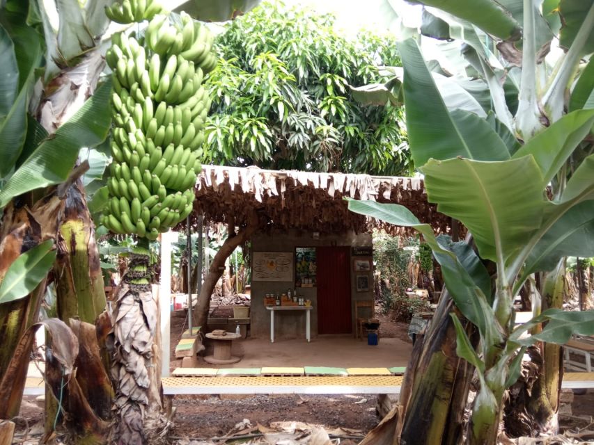 Tenerife: Finca Las Margaritas Banana Plantation Experience - The guided route: facts, farming, and a little humor