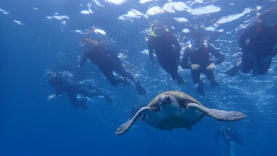 Tenerife: Kayak and Snorkel with Turtles, Wetsuits Included - Key points at a glance