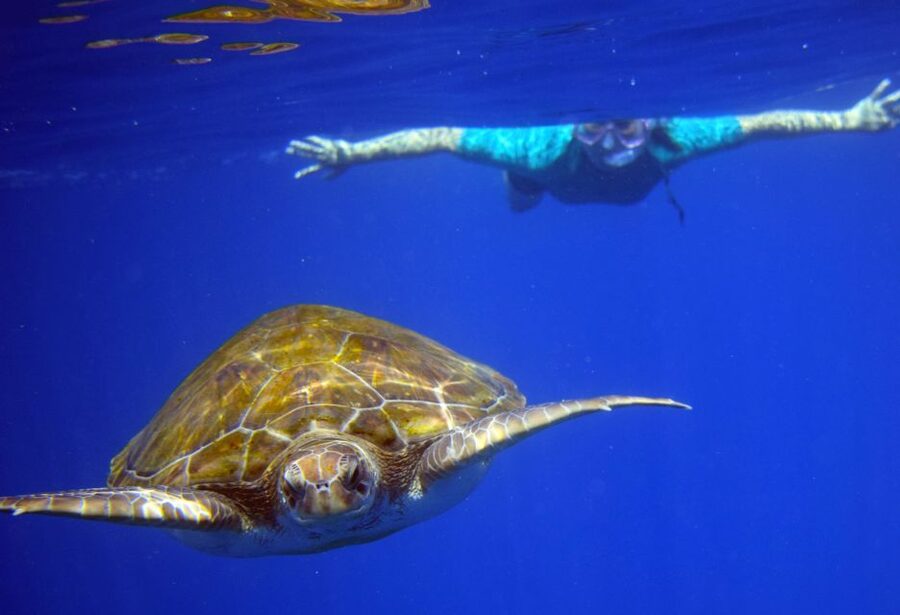 Tenerife: Kayak and Snorkel with Turtles, Wetsuits Included - Cancellation, timing, and practical value